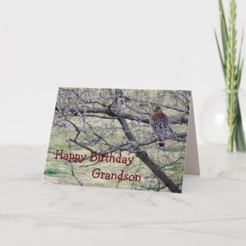 Hawk in tree_ customize any occasion card