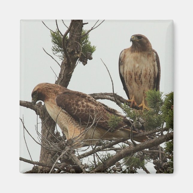 Hawk Magnet 3 (Front)