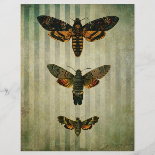 Hawk Moths Vintage Scrapbook Ephemera