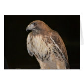 Hawk Notecard (Front Horizontal)