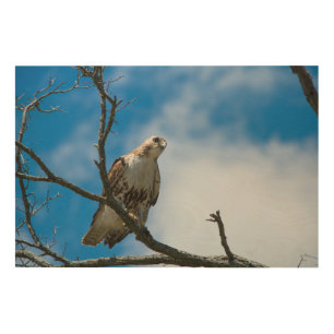 Hawk On The Hunt 36"x24" Wood Wall Art