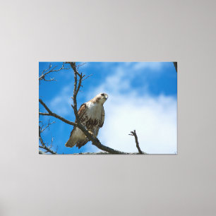 HAWK ON THE HUNT 60 X 40 WRAPPED CANVAS PRINT
