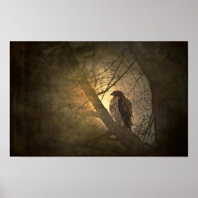 hawk on tree branch poster (Front)