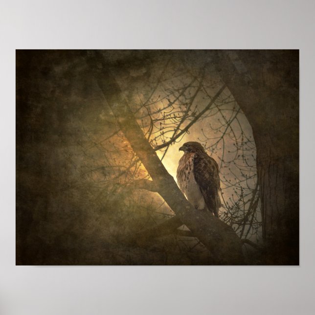 hawk on tree branch poster (Front)
