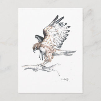 Hawk Postcard
