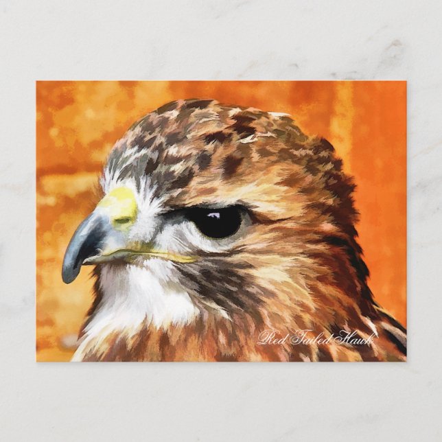 HAWK POSTCARD (Front)