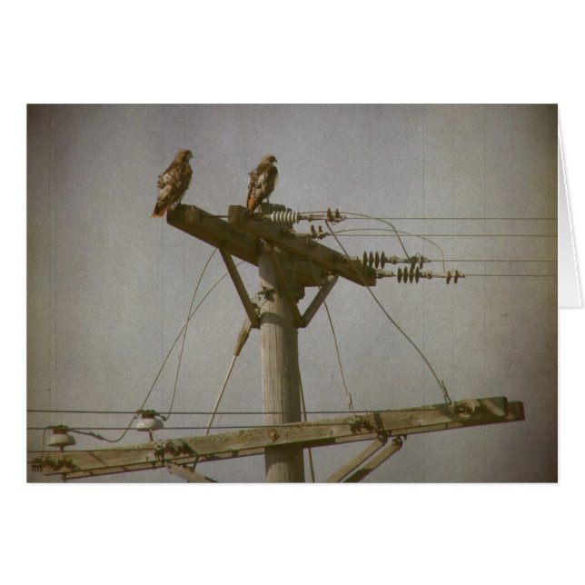 Hawk Power Cards (Front Horizontal)