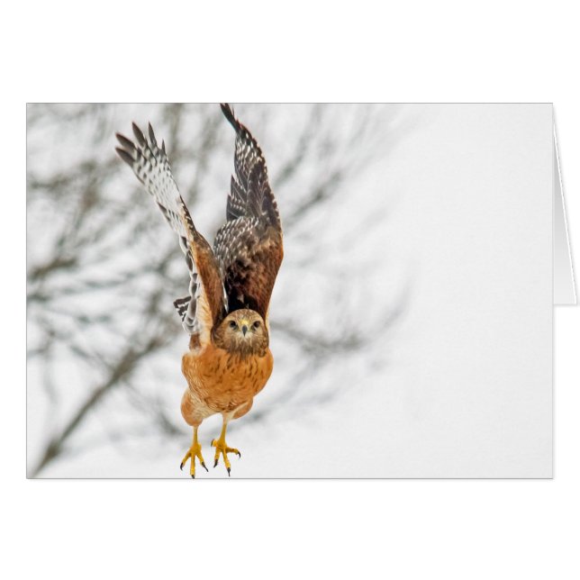 Hawk Taking Flight Cards (Front Horizontal)