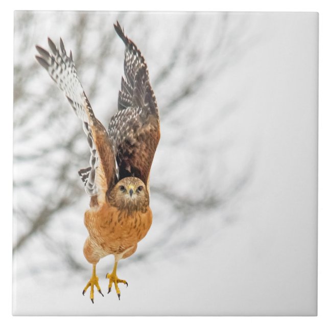Hawk Taking Flight Tile (Front)