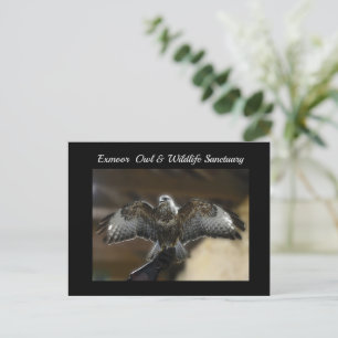 Hawk with Wings Out Exmoor Wildlife Sanctuary Holiday Postcard