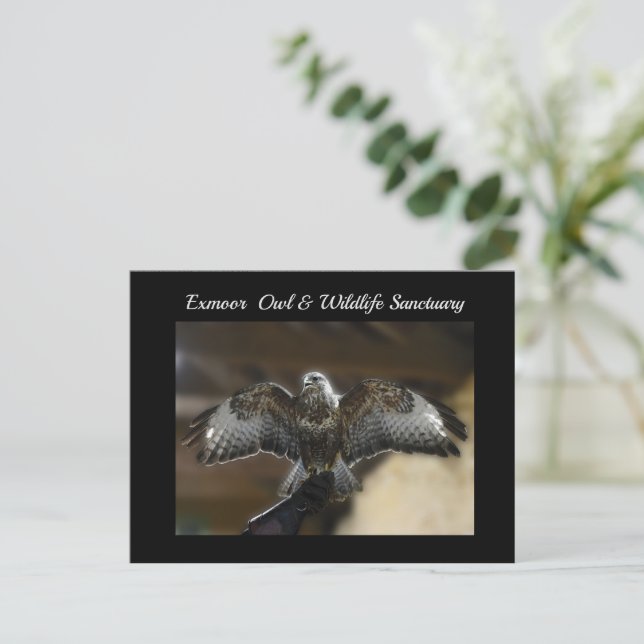 Hawk with Wings Out Exmoor Wildlife Sanctuary Holiday Postcard (Standing Front)