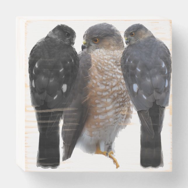 Hawk Wooden Box Sign (Front Horizontal)