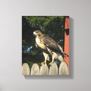 Hawk Wrapped Canvas Print