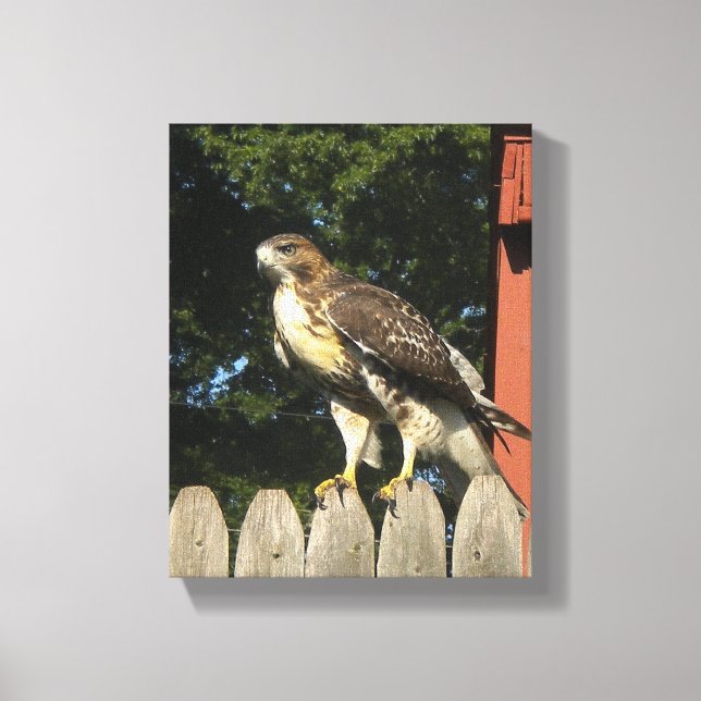 Hawk  Wrapped Canvas Print (Front)