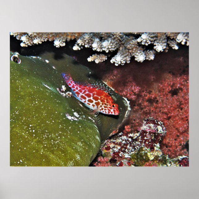 Hawkfish Poster (Front)
