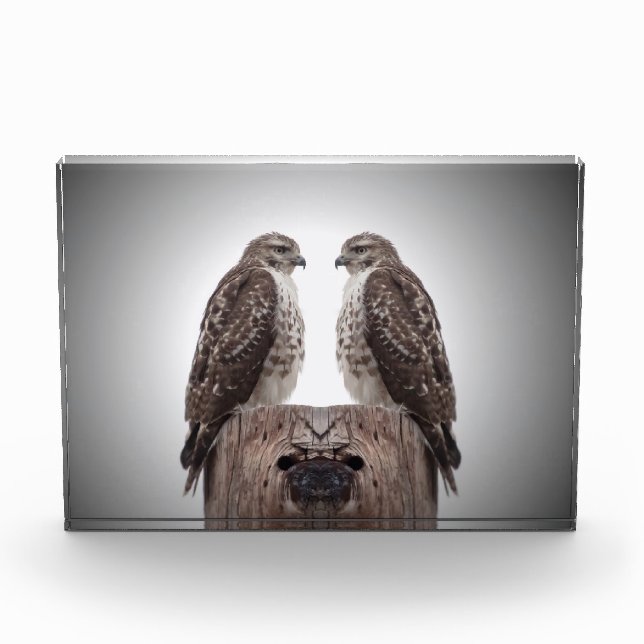 Hawks on a post acrylic award (Front)