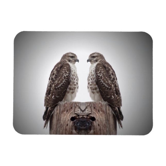 Hawks on a post magnet (Horizontal)