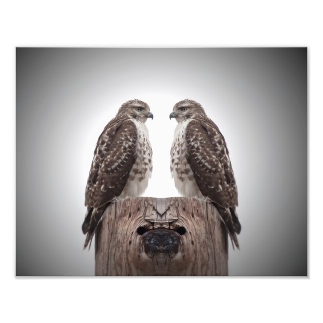 Hawks on a post photo print (Front)