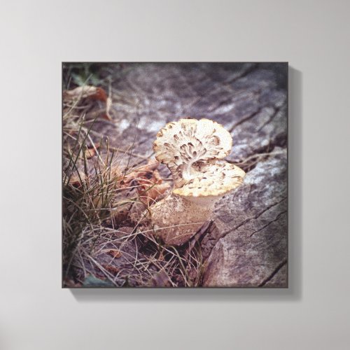 Hawks Wing Mushroom on Ground Canvas Print