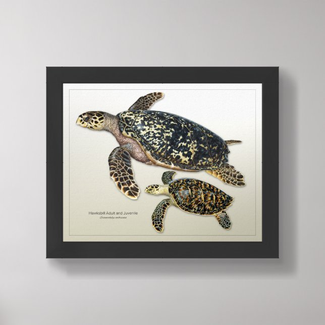 Hawksbill Adult and Juvenile Framed Print (Framed Front)