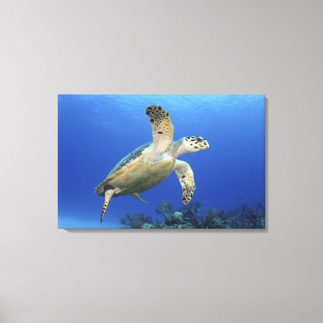 Hawksbill Sea Turtle Canvas Print (Front)