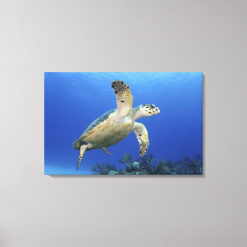 Hawksbill Sea Turtle Canvas Print