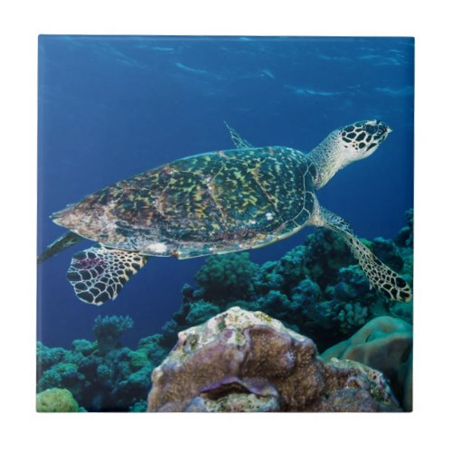 Hawksbill Sea Turtle Great Barrier Reef Coral Sea Ceramic Tile