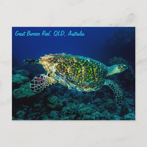 Hawksbill Sea Turtle Great Barrier Reef Coral Sea Postcard
