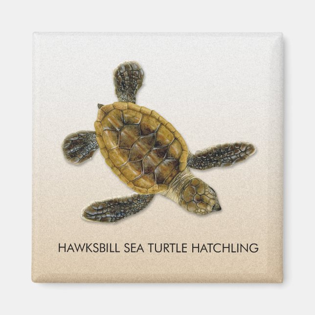 Hawksbill Sea Turtle Hatchling Magnet (Front)
