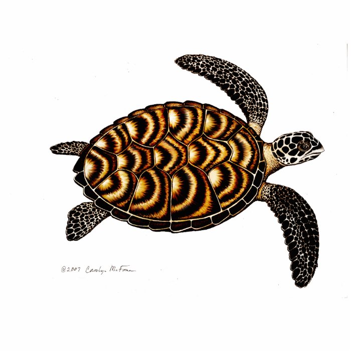 Hawksbill Sea Turtle Photo Cut Outs