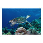 Hawksbill Sea Turtle Photo Print | Zazzle