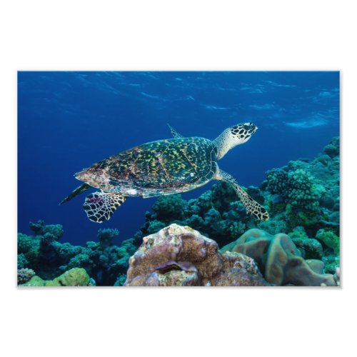 Hawksbill Sea Turtle Photo Print