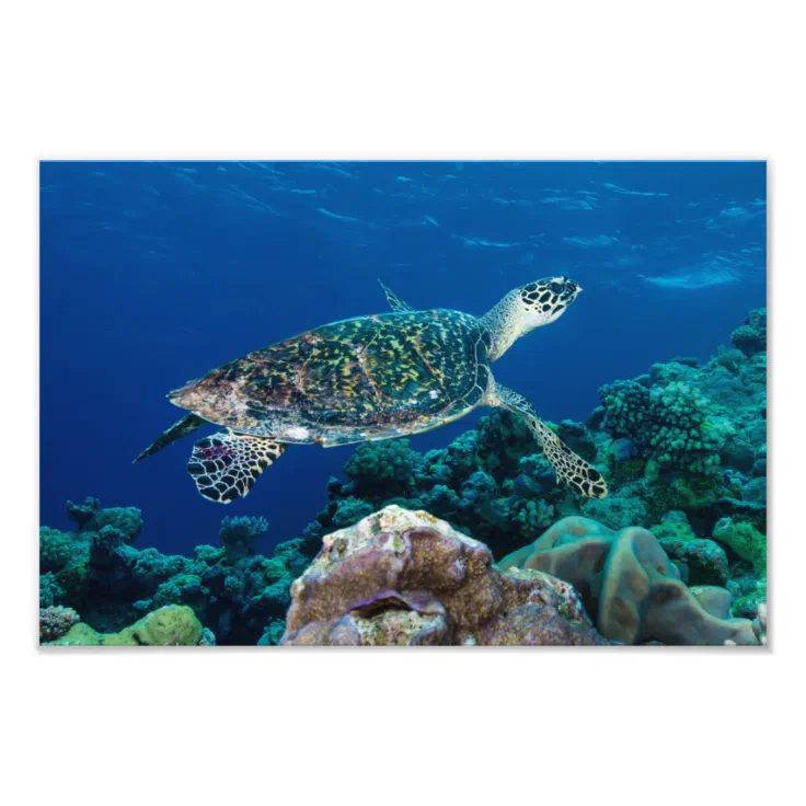 Hawksbill Sea Turtle Photo Print | Zazzle