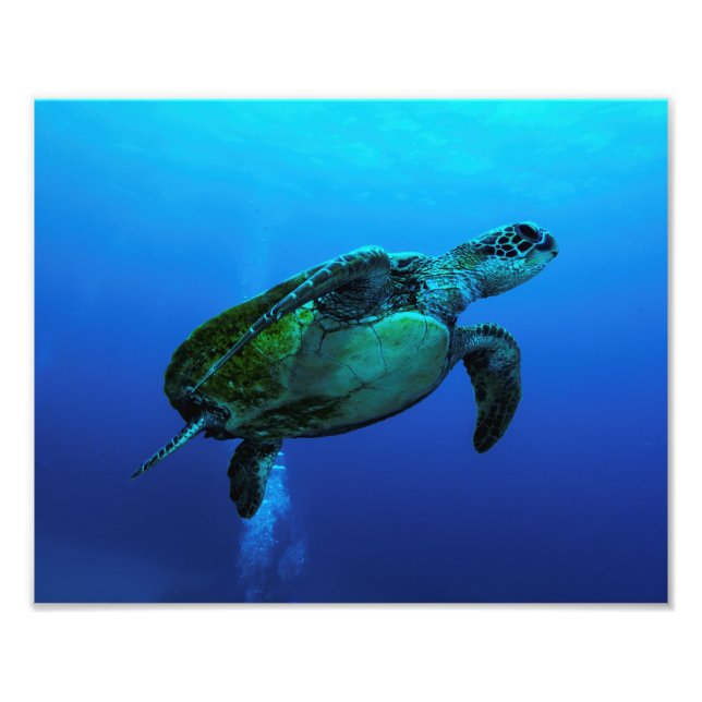 Hawksbill Sea Turtle Photo Print (Front)