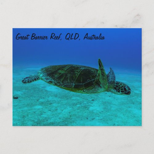 Hawksbill Sea Turtle Postcard