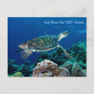 Hawksbill Sea Turtle Postcard