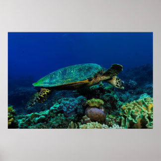 Hawksbill Turtle Posters | Zazzle