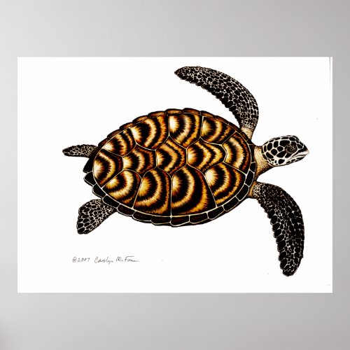 Hawksbill Sea Turtle Poster