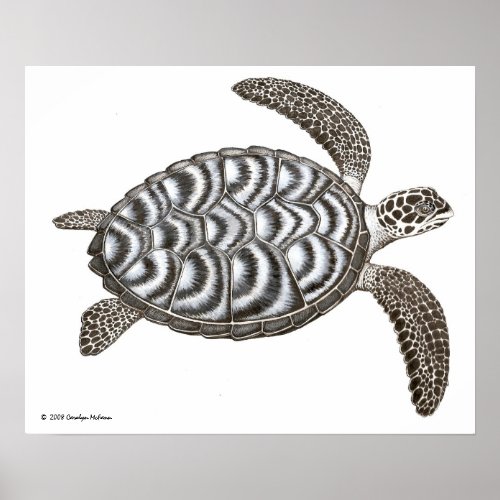 Hawksbill Sea Turtle Print