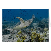 Hawksbill Sea Turtle Swimming (Front Horizontal)