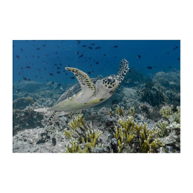 Hawksbill Sea Turtle Swimming Acrylic Print (Front)