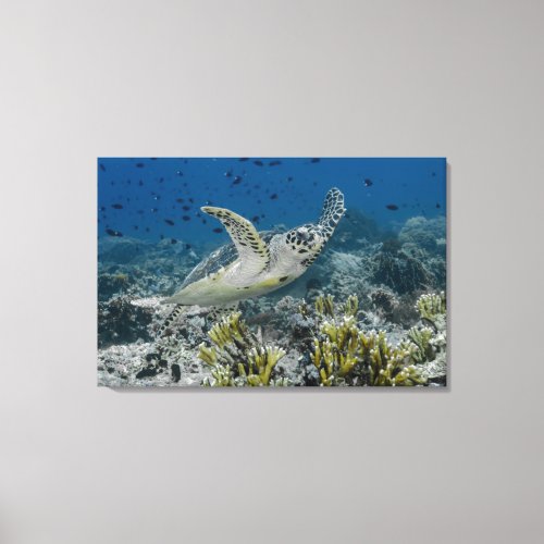 Hawksbill Sea Turtle Swimming Canvas Print