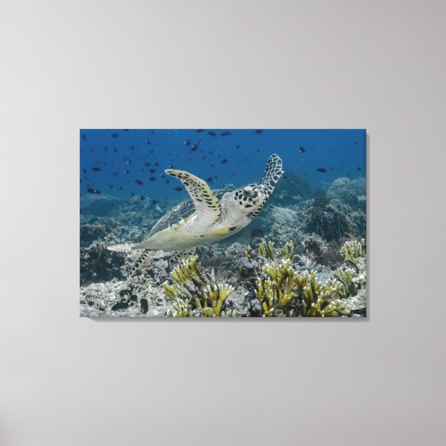 Hawksbill Sea Turtle Swimming Canvas Print (Front)