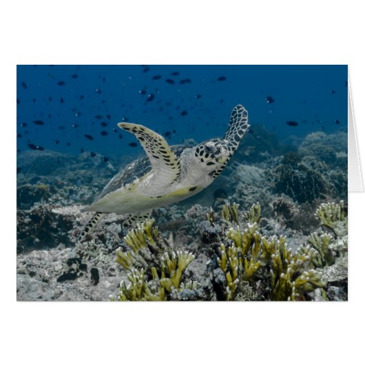 Hawksbill Sea Turtle Swimming Cards (Front Horizontal)