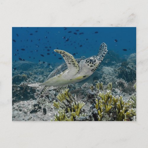 Hawksbill Sea Turtle Swimming Postcard