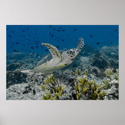 Hawksbill Sea Turtle Swimming Poster