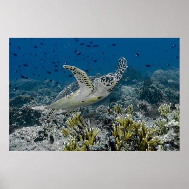 Hawksbill Sea Turtle Swimming Poster (Front)