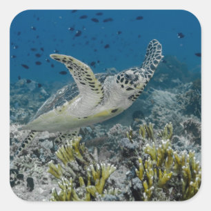 Hawksbill Sea Turtle Swimming Square Sticker