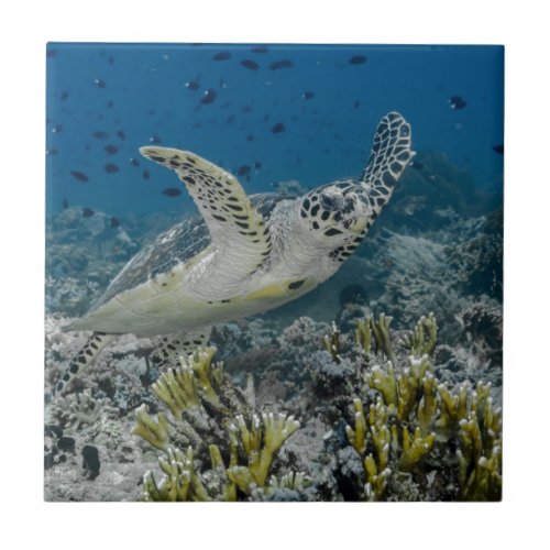 Hawksbill Sea Turtle Swimming Tile