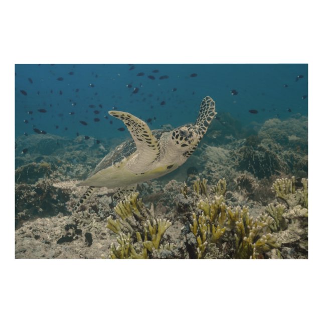 Hawksbill Sea Turtle Swimming Wood Wall Decor (Front)